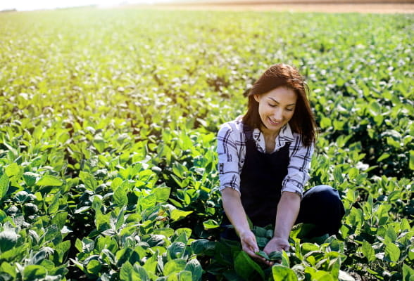 risk management grains and oilseeds