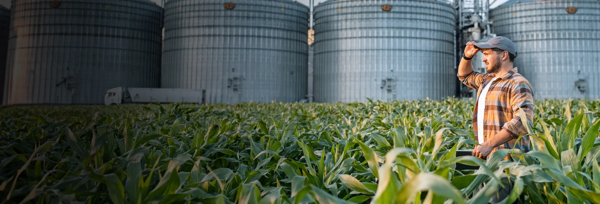 Um homem em pé em um campo de milho com silos ao fundo, analisando seu inventário de colheita